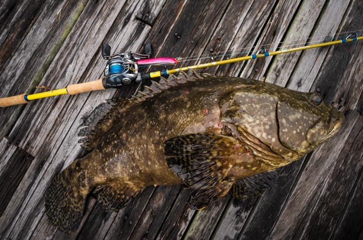 Amazon | 冒険用品ジェットセッター506CAMアマゾンMorpho | 冒険